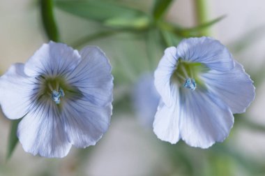 Flax (Linum usitatissimum) hafif arkaplan üzerinde çiçekler, yakın çekim, yerel odak