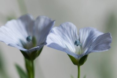 Flax (Linum usitatissimum) hafif arkaplan üzerinde çiçekler, yakın çekim, yerel odak