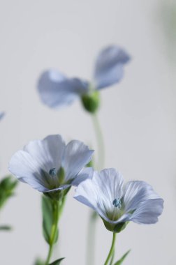 Flax (Linum usitatissimum) hafif arkaplan üzerinde çiçekler, yakın çekim, yerel odak