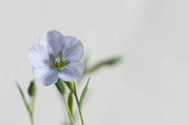 Flax (Linum usitatissimum) hafif arkaplan üzerinde çiçekler, yakın çekim, yerel odak