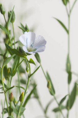 Flax (Linum usitatissimum) hafif arkaplan üzerinde çiçekler, yakın çekim, yerel odak