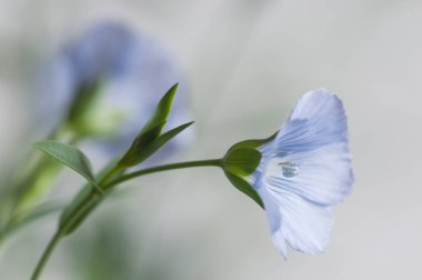 Flax (Linum usitatissimum) hafif arkaplan üzerinde çiçekler, yakın çekim, yerel odak
