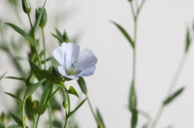 Flax (Linum usitatissimum) hafif arkaplan üzerinde çiçekler, yakın çekim, yerel odak