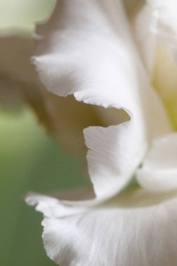 Eustoma çiçeği kırıntısı makro yerel odak noktası