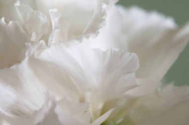 Eustoma çiçeği kırıntısı makro yerel odak noktası