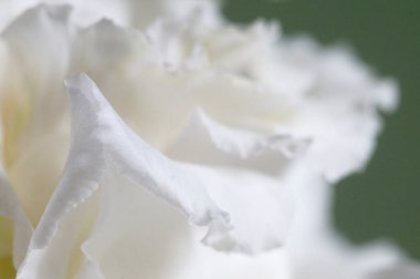 Eustoma çiçeği kırıntısı makro yerel odak noktası