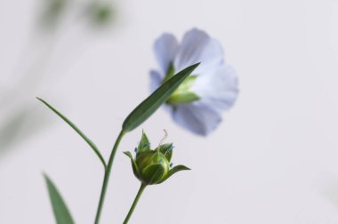 Flax (Linum usitatissimum) hafif arkaplan üzerinde çiçekler, yakın çekim, yerel odak