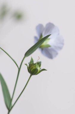 Flax (Linum usitatissimum) hafif arkaplan üzerinde çiçekler, yakın çekim, yerel odak