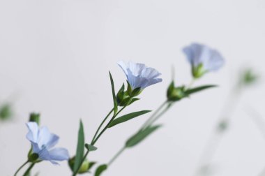 Flax (Linum usitatissimum) hafif arkaplan üzerinde çiçekler, yakın çekim, yerel odak