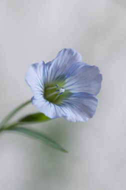 Flax (Linum usitatissimum) hafif arkaplan üzerinde çiçekler, yakın çekim, yerel odak