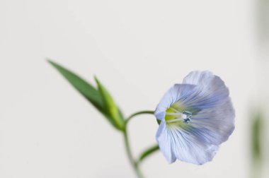 Flax (Linum usitatissimum) hafif arkaplan üzerinde çiçekler, yakın çekim, yerel odak