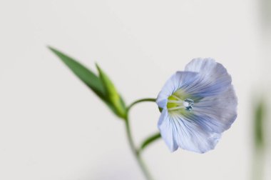 Flax (Linum usitatissimum) hafif arkaplan üzerinde çiçekler, yakın çekim, yerel odak