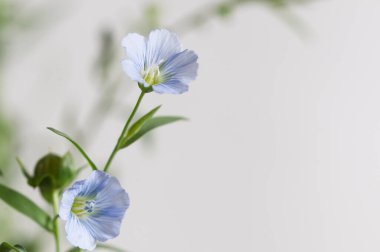 Flax (Linum usitatissimum) hafif arkaplan üzerinde çiçekler, yakın çekim, yerel odak