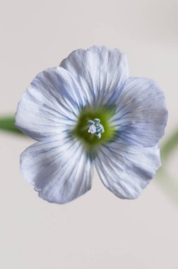Flax (Linum usitatissimum) hafif arkaplan üzerinde çiçekler, yakın çekim, yerel odak