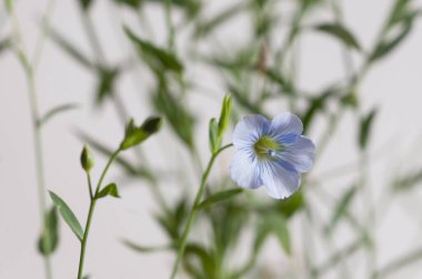 Flax (Linum usitatissimum) hafif arkaplan üzerinde çiçekler, yakın çekim, yerel odak