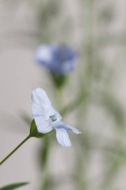Flax (Linum usitatissimum) hafif arkaplan üzerinde çiçekler, yakın çekim, yerel odak
