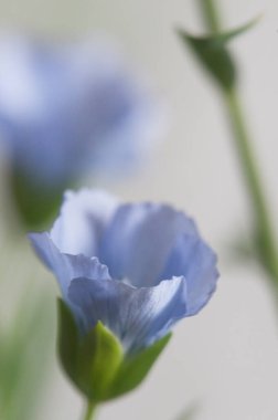 Flax (Linum usitatissimum) hafif arkaplan üzerinde çiçekler, yakın çekim, yerel odak