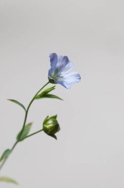Flax (Linum usitatissimum) hafif arkaplan üzerinde çiçekler, yakın çekim, yerel odak