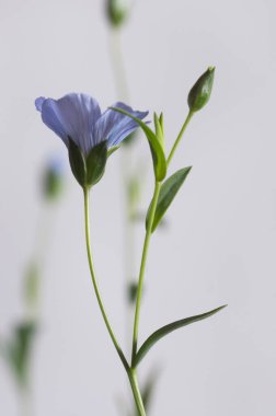 Flax (Linum usitatissimum) hafif arkaplan üzerinde çiçekler, yakın çekim, yerel odak