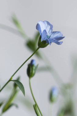 Flax (Linum usitatissimum) hafif arkaplan üzerinde çiçekler, yakın çekim, yerel odak