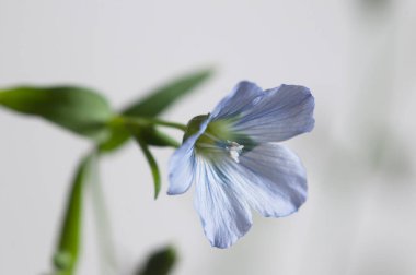 Flax (Linum usitatissimum) hafif arkaplan üzerinde çiçekler, yakın çekim, yerel odak