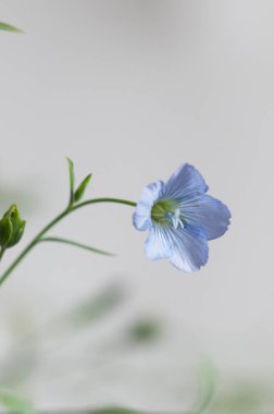Flax (Linum usitatissimum) hafif arkaplan üzerinde çiçekler, yakın çekim, yerel odak