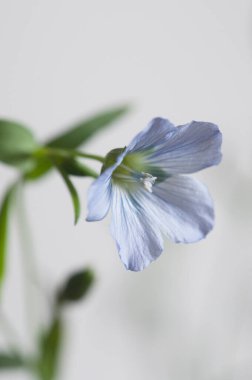 Flax (Linum usitatissimum) hafif arkaplan üzerinde çiçekler, yakın çekim, yerel odak