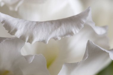 Eustoma çiçeği kırıntısı makro yerel odak noktası