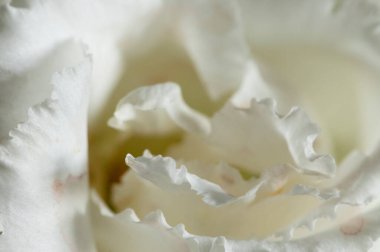 Eustoma çiçeği kırıntısı makro yerel odak noktası