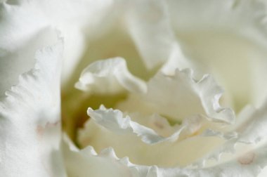 Eustoma çiçeği kırıntısı makro yerel odak noktası