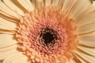 Kasımpatı çiçeği, yakın çekim, yerel odak