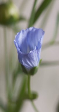 Flax (Linum usitatissimum) hafif arkaplan üzerinde çiçekler, yakın çekim, yerel odak