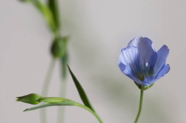 Flax (Linum usitatissimum) hafif arkaplan üzerinde çiçekler, yakın çekim, yerel odak