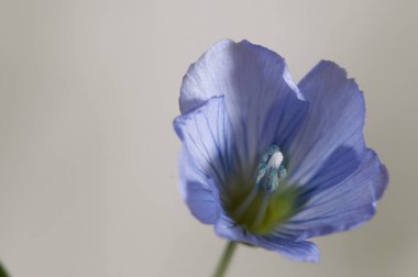 Flax (Linum usitatissimum) hafif arkaplan üzerinde çiçekler, yakın çekim, yerel odak