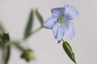 Flax (Linum usitatissimum) hafif arkaplan üzerinde çiçekler, yakın çekim, yerel odak