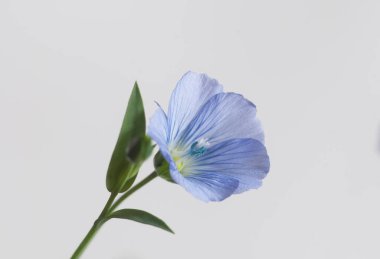 Flax (Linum usitatissimum) hafif arkaplan üzerinde çiçekler, yakın çekim, yerel odak