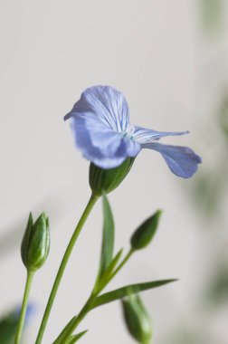 Flax (Linum usitatissimum) hafif arkaplan üzerinde çiçekler, yakın çekim, yerel odak