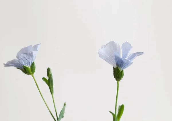 Lino Linum Usitatissimum Flores Sobre Fondo Claro Plano Cerca Enfoque —  Fotos de Stock