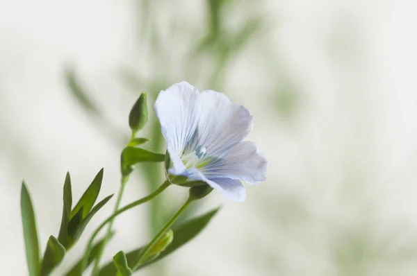 Flores Linho Linum Usitatissimum Sobre Fundo Claro Close Shot Foco — Fotografia de Stock