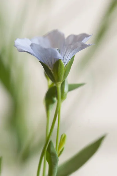 Flores Linho Linum Usitatissimum Sobre Fundo Claro Close Shot Foco — Fotografia de Stock