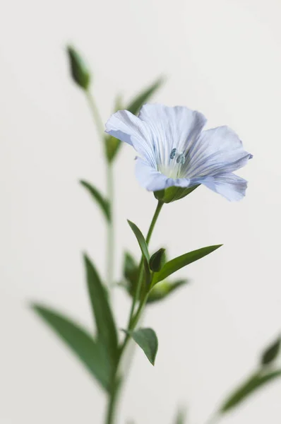 Lin Linum Usitatissimum Blommor Över Ljus Bakgrund Närbild Skott Lokal — Stockfoto