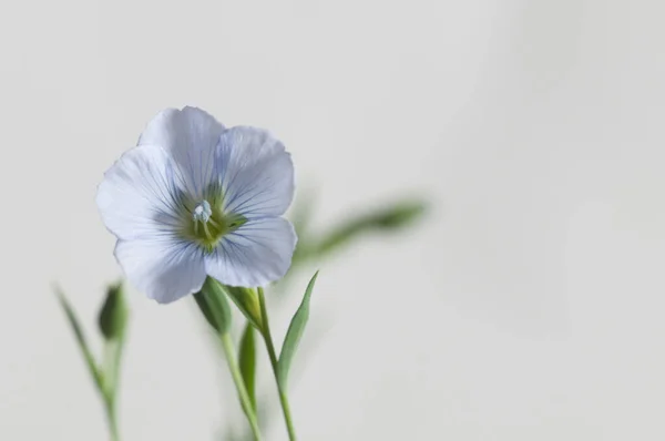 Lino Linum Usitatissimum Flores Sobre Fondo Claro Plano Cerca Enfoque —  Fotos de Stock