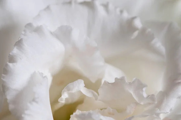 Eustoma Çiçeği Kırıntısı Makro Yerel Odak Noktası — Stok fotoğraf