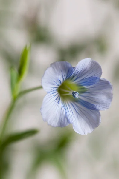 Fleurs Lin Linum Usitatissimum Sur Fond Clair Gros Plan Mise — Photo