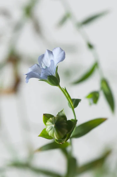 花序花 Linum Usitatissimum 在浅色背景上 近距离拍摄 局部聚焦 — 图库照片