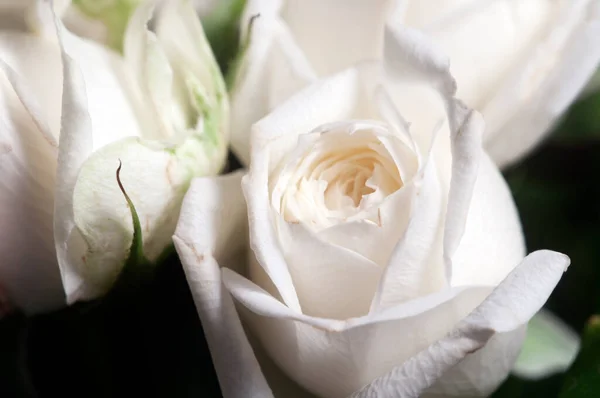 Rozenbloemen Macro Shot Lokale Focus — Stockfoto