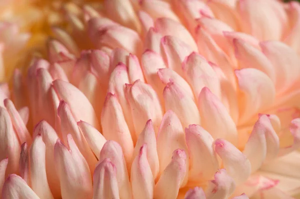 Chrysant Bloem Close Schot Lokale Focus — Stockfoto