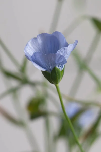 Lino Linum Usitatissimum Flores Sobre Fondo Claro Plano Cerca Enfoque —  Fotos de Stock