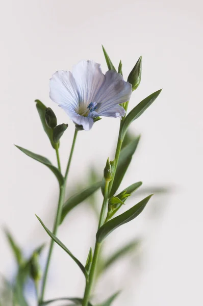 Flores Linho Linum Usitatissimum Sobre Fundo Claro Close Shot Foco Fotografia De Stock