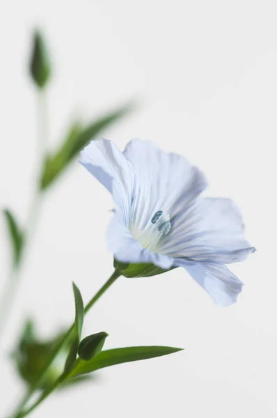 光を背景にした亜麻 Linum Usitatissimum クローズアップショット ローカルフォーカス ストック画像